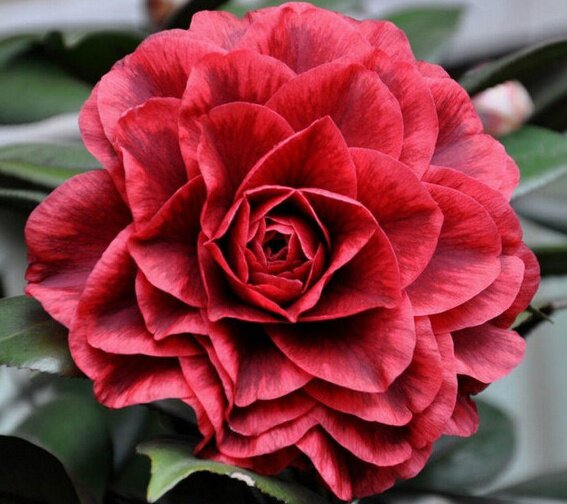 贝拉山茶花红叶纯色盆栽绿植花卉茶花花苗花苞花卉