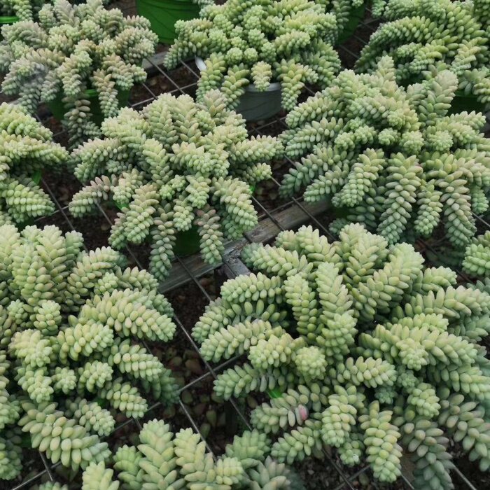 新玉缀玉坠锦多植物多头多株姬生石大群大株老庄多肉植物