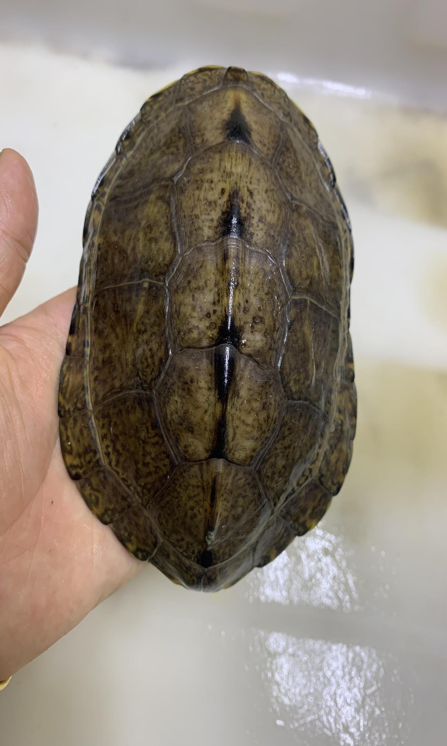 日花杂交龟公种龟水龟宠物龟