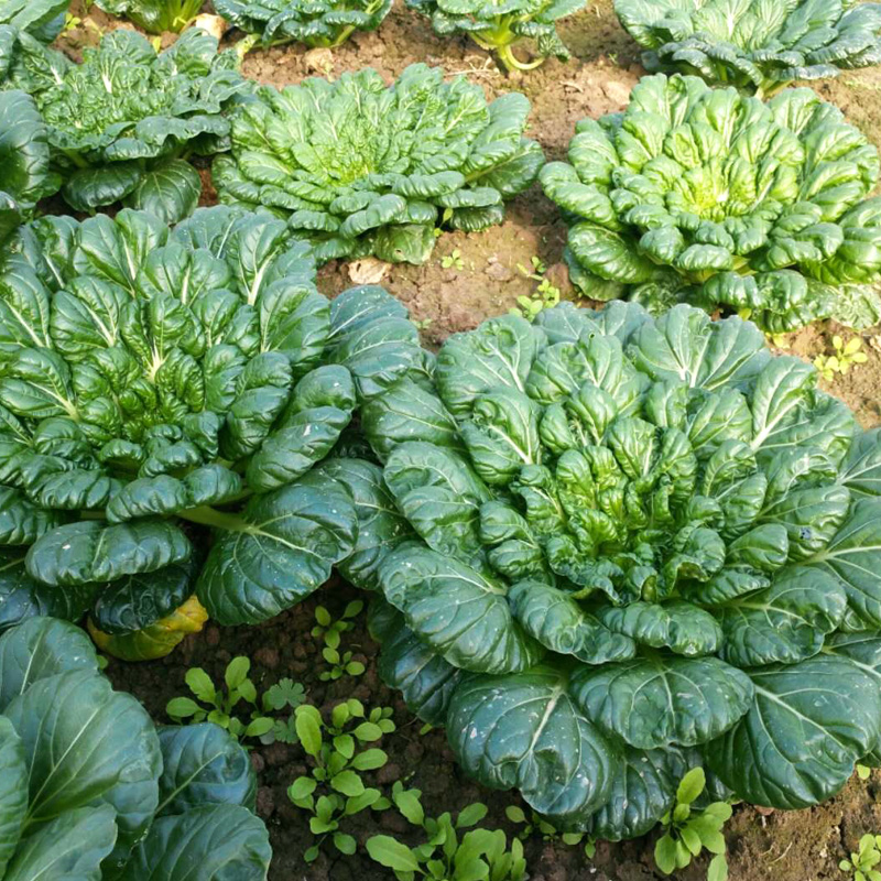 乌塌菜种子中八叶黑心乌小青菜籽冬季盆栽蔬菜种籽寒菜黑散叶白菜
