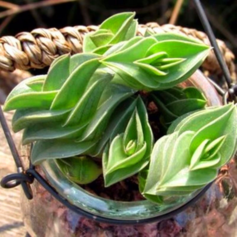 盆栽植物一帆风顺重扇多肉办公室肉肉绿植花卉组合多肉植物