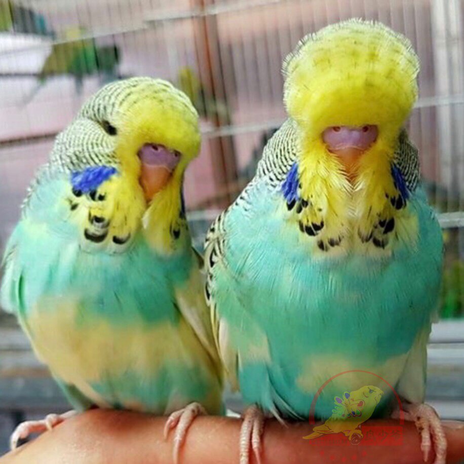 大头蘑菇虎皮鹦鹉活物宠物观赏说话一物一拍鸟