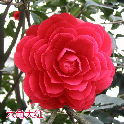 茶花玫瑰蔷薇景赛盆景盆栽阳台院地花苗庭院花卉