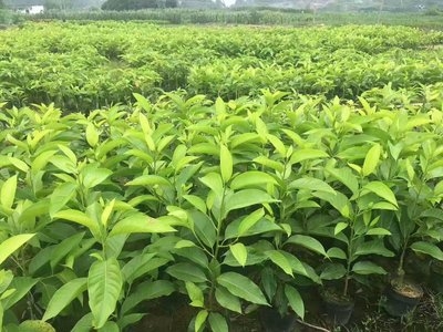 白兰花盆栽黄桷兰花卉绿植白兰花苗香味白玉兰玉兰花花卉
