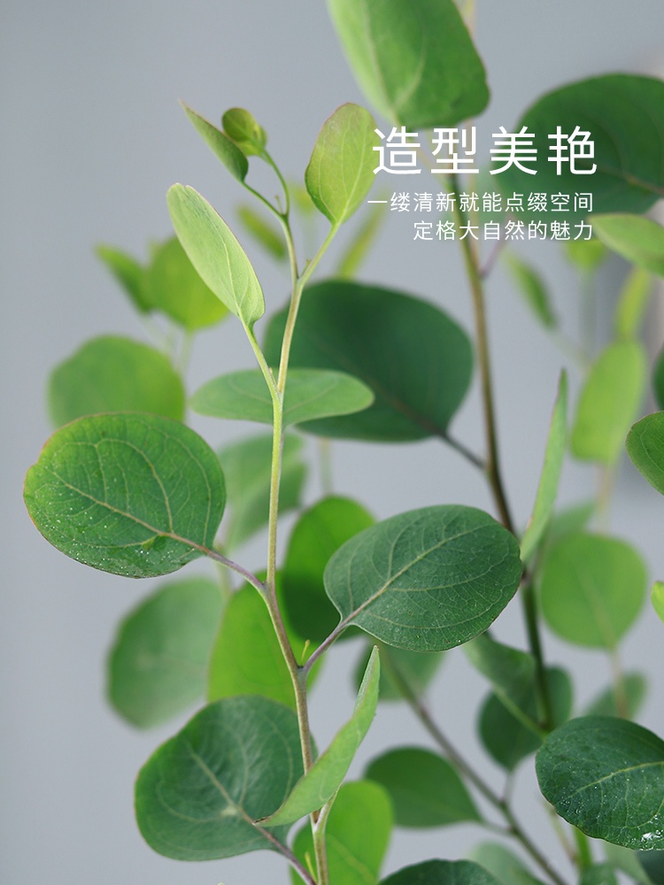 圆叶大颗全好大全植物花卉摆件装饰客厅尤加利绿植