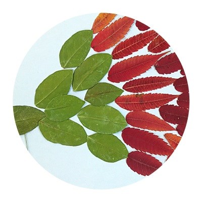 贴画幼儿园手工课叶子拼贴粘贴学生diy树叶作业干花