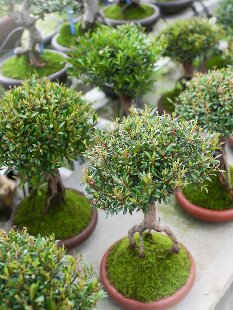 小叶赤楠矮霸造型提根老桩精品盆栽盆景绿植绿植