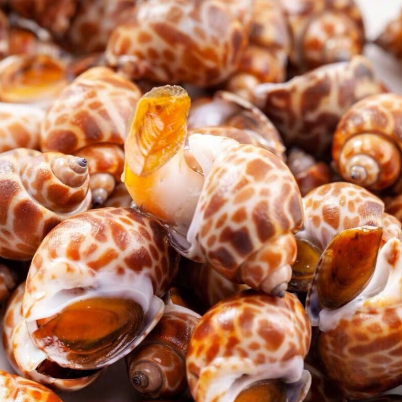 花螺鲜活冷冻新鲜海鲜螺类海螺香螺东风贝类贝类制品