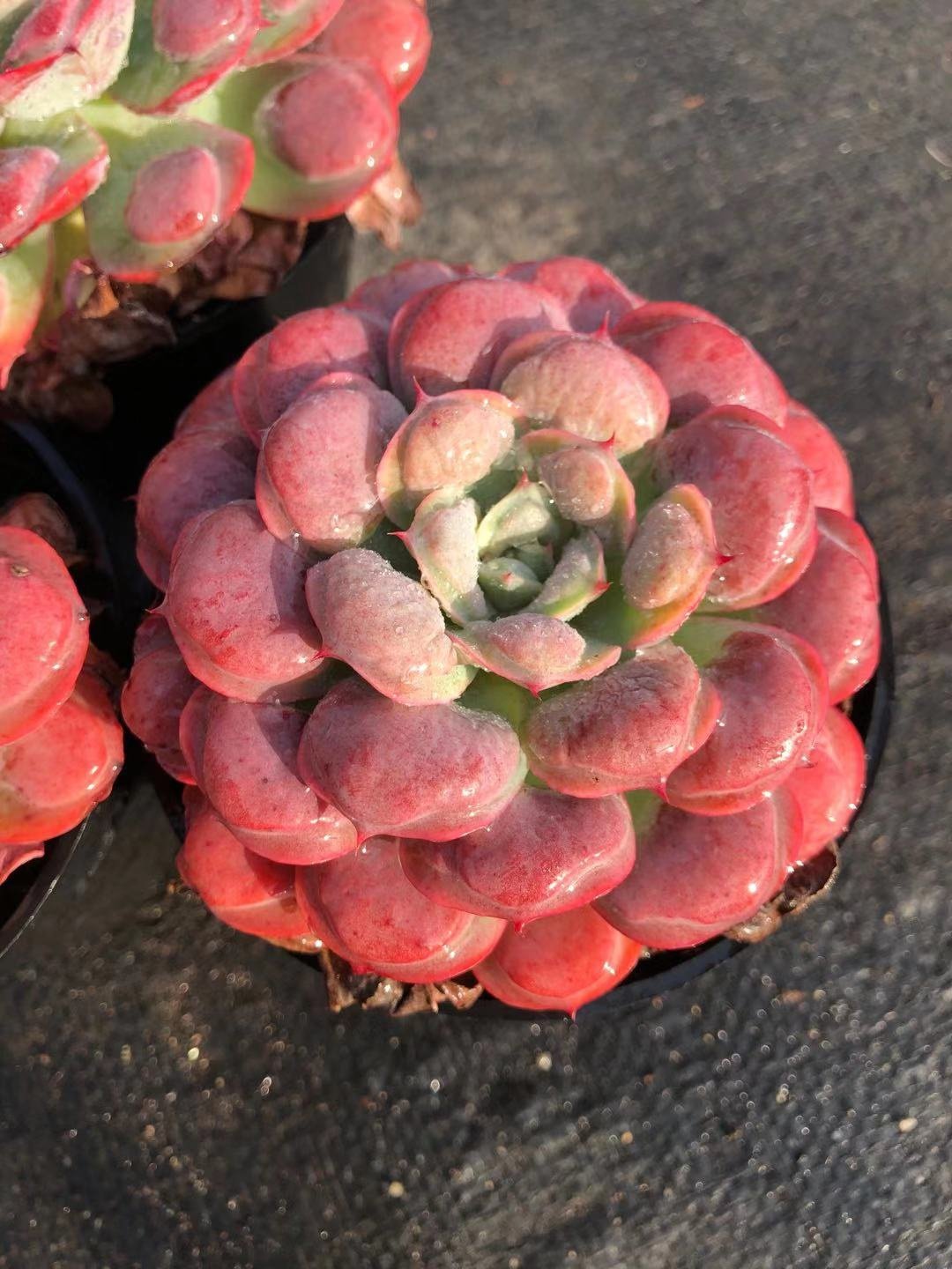 雨滴老桩单头双头一物拍多植物宝塔多肉植物