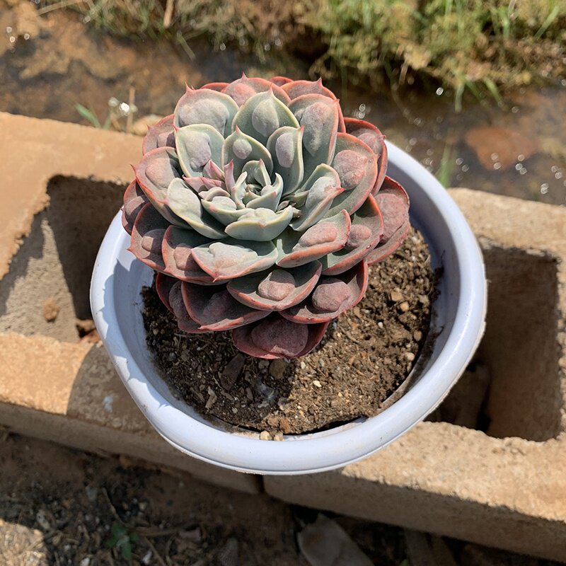 新品雨滴无痕多肉植物云南控养带瘤老桩好养多肉植物