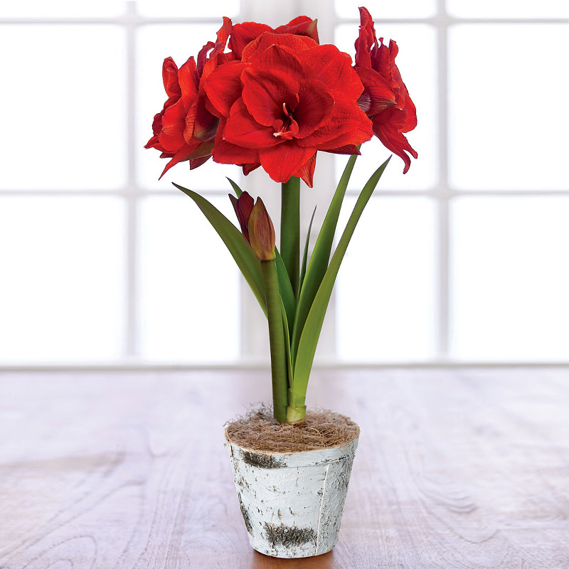 圣茵荷兰进口朱顶红樱桃妮芙红色重瓣大花型球根种球