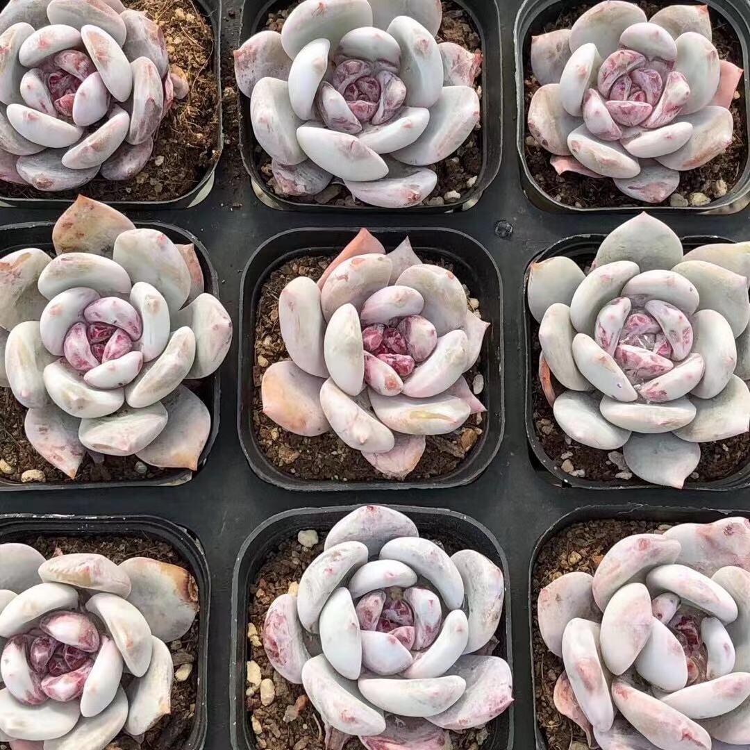 糖心雪天使一物一拍稀少绿植桌面盆栽多肉植物多肉植物