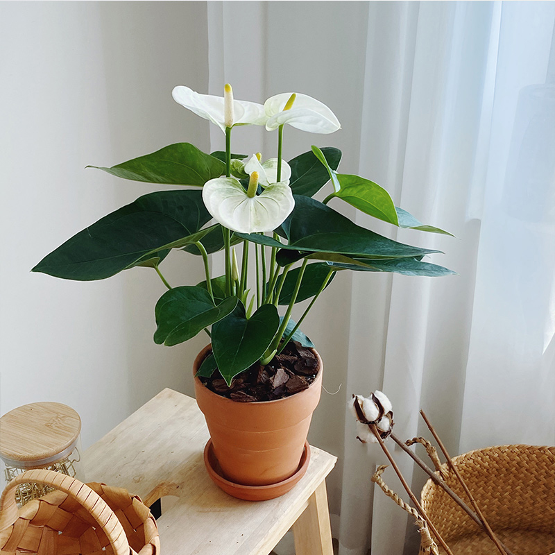 白掌白鹤一帆风顺室内外耐阴耐寒大颗水培植物绿植时令草本花卉