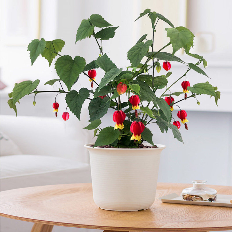 耐寒寒热灯笼花带花苞好养别墅窗台露天围栏时令草本花卉