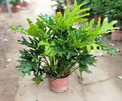 植物龙鳞春羽大盆盆栽水培老桩春雨绿植小天使绿植