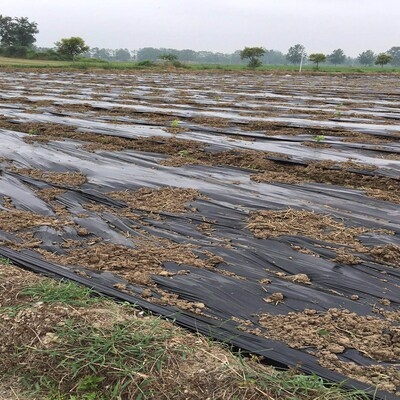 全新料农用黑地膜白地膜除草保湿塑料薄膜加宽加厚银黑双色反光