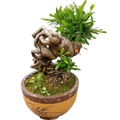 盆景花卉吉祥果火棘耐寒观年宵老桩带果树桩满堂红绿植