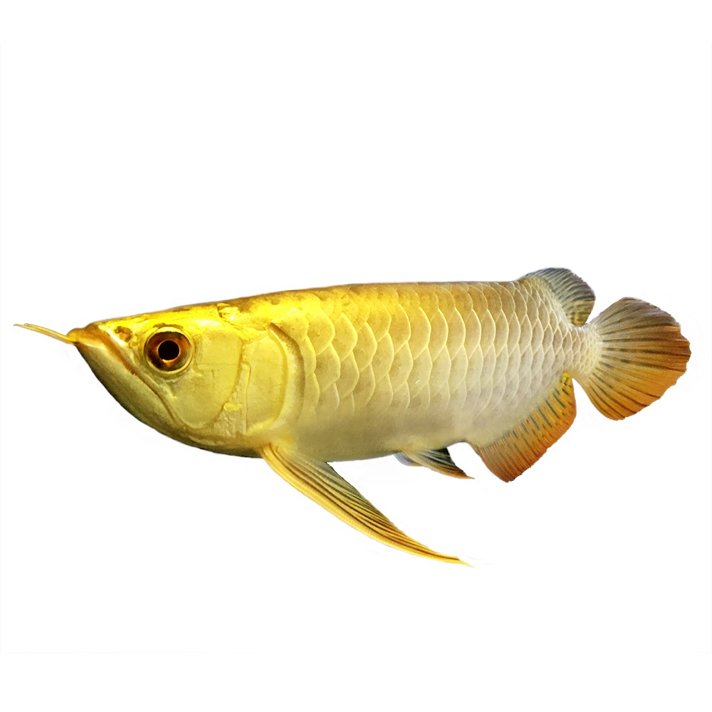 小金金龙金龙鱼鱼苗小型活鱼幼苗食肉鱼凶猛鱼鱼