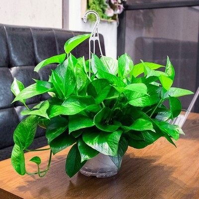 广东热销爆款绿萝盆栽植物花卉水培吊兰观花绿植