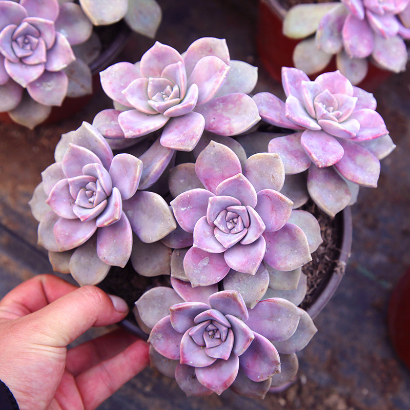 多肉紫乐绿植室内办公室办公花卉植物紫色生粉多肉植物