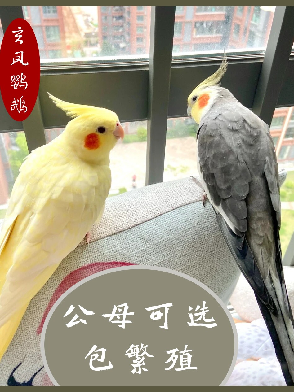玄凤鹦鹉鸟活体手养幼鸟黄化玄风公母繁殖说话原始灰验卡宠物活物