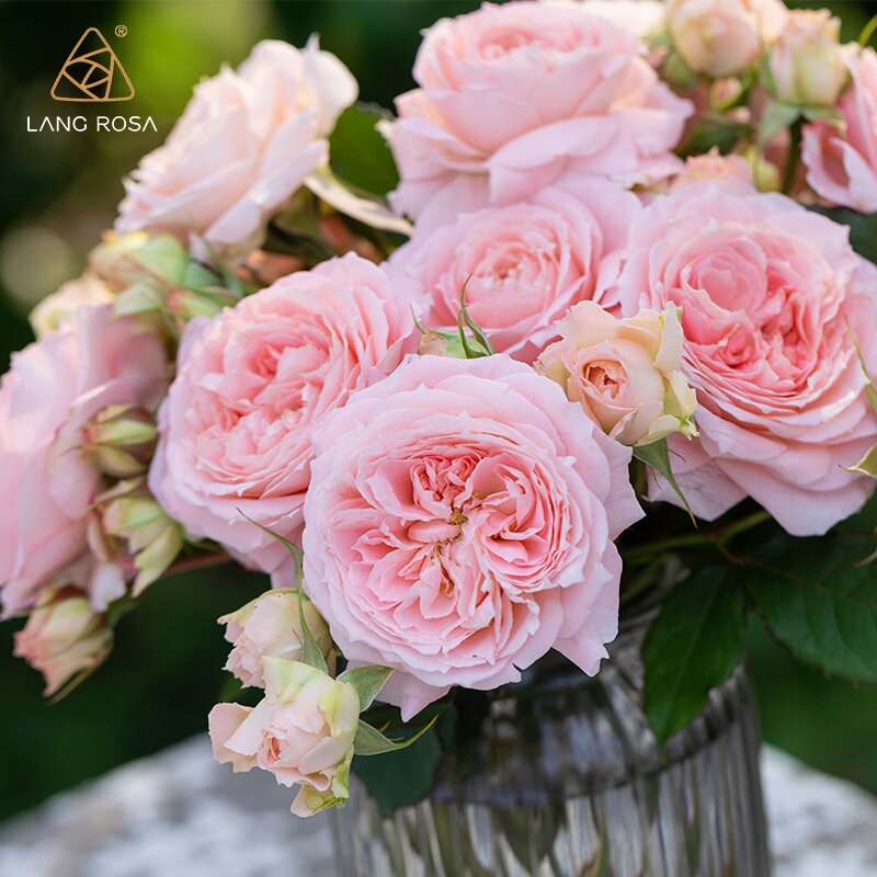 月季忘忧自育丰花露天盆栽地栽多季阳台庭院花卉