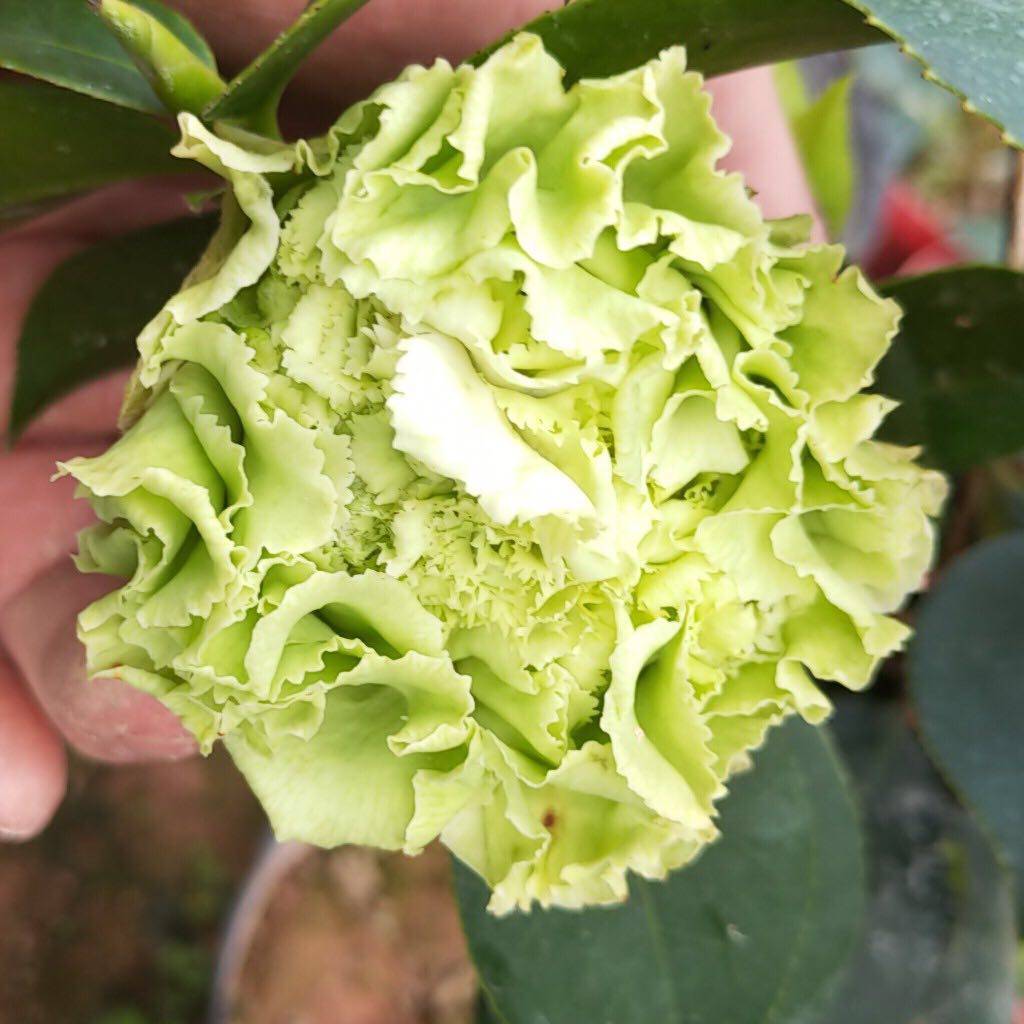 不含木本可娜阳台树形客厅花卉品种稀有山茶时令草本花卉