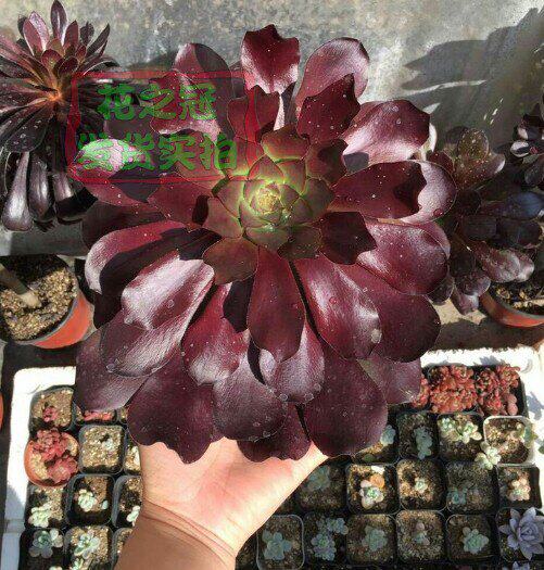 植物多肉巫毒独眼红酒荷兰玫瑰法师老桩一物多肉植物