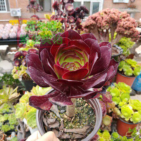 植物多肉巫毒独眼红酒荷兰玫瑰法师老桩一物多肉植物