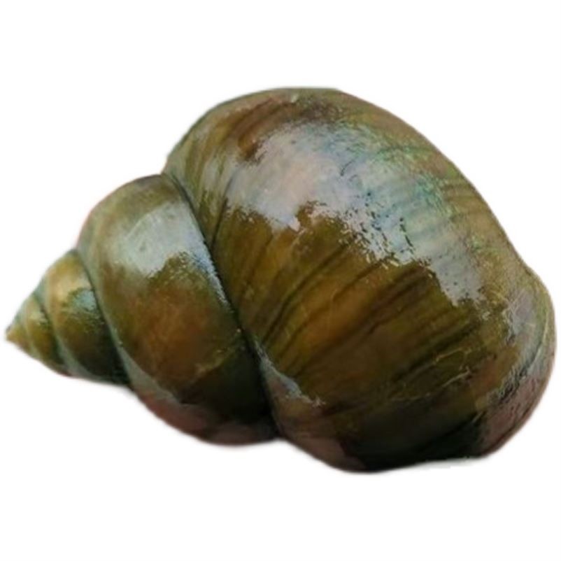 鲜活田螺活体活的水体淡水新鲜活清水螺蛳活活螺