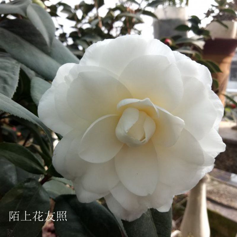 天鹅湖福建龙岩永福经典白色品种茶花花苗阳台绿植