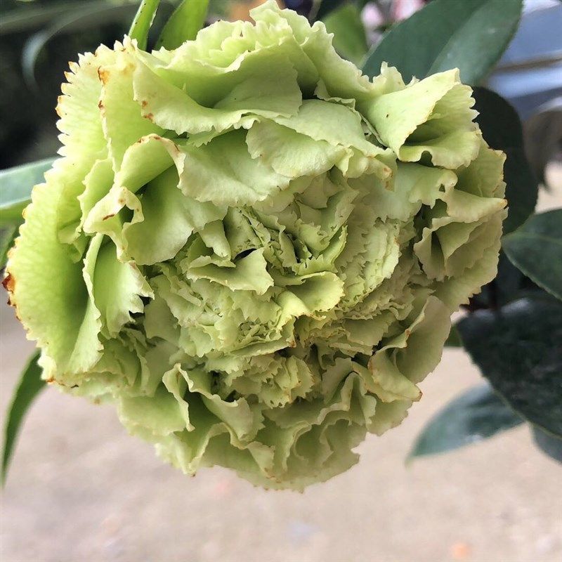 树形阳台山茶客厅品种色系绿色可娜一般形好时令草本花卉