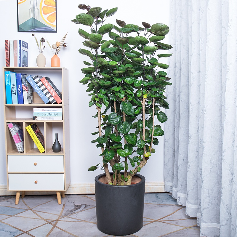 金钱福禄寓意景好盆景植物绿植招财圆叶兜金大型绿植