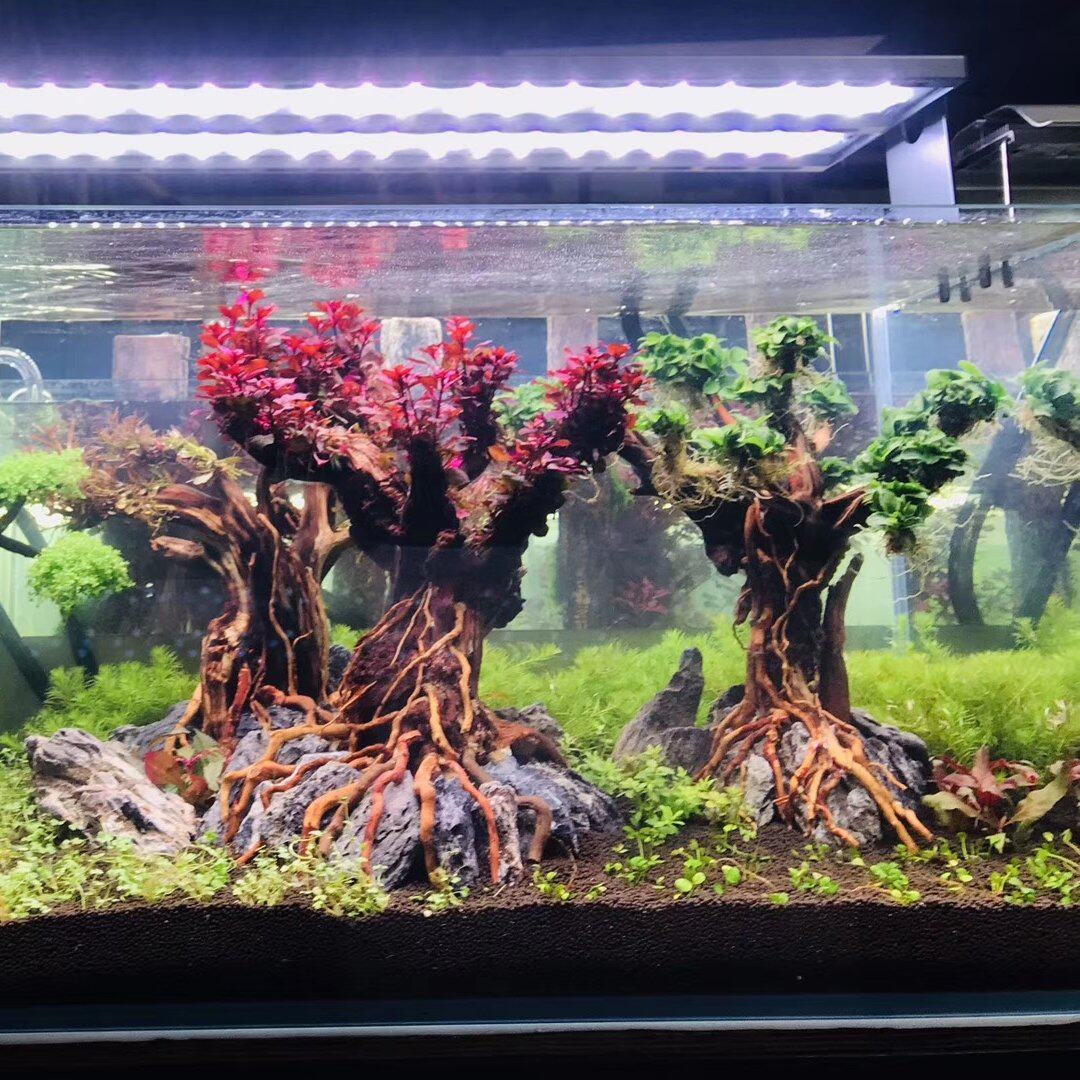 巴西鱼缸胶水香树丁香树榕树迎客松骨架装饰莫斯造景