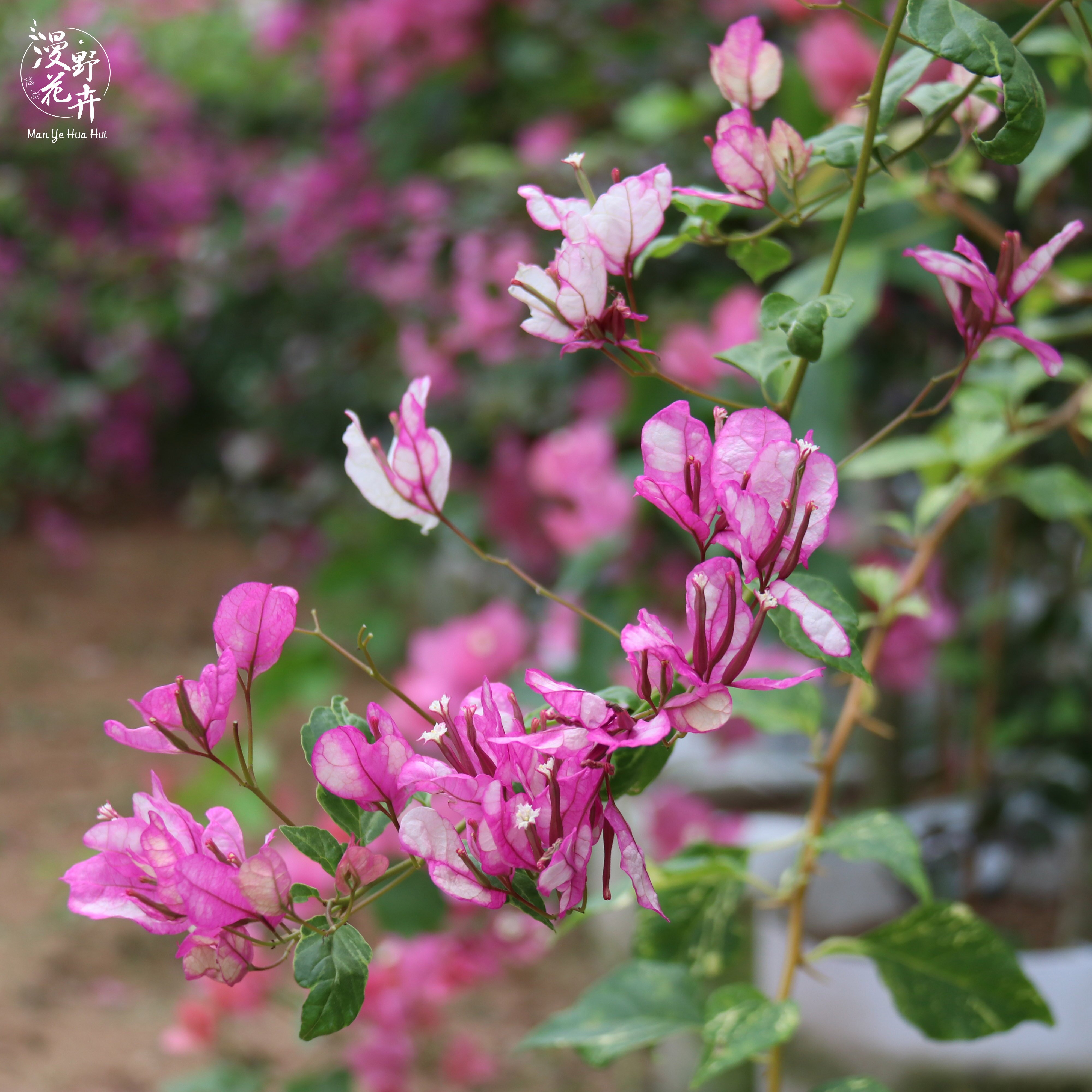 三角梅红樱蝶扦插阳台开花植物勤花品种楼顶花卉