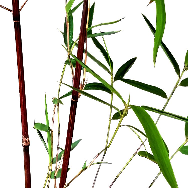 箭竹红箭竹红色竹子君红竹子苗庭院阳台室内绿植竹盆栽景基地直销