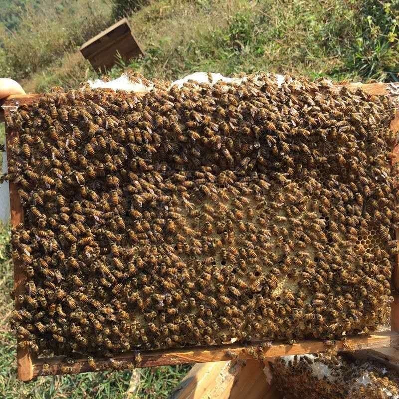 中蜂蜂群种中蜂笼王中华蜜蜂v中蜂蜂中蜂蜂王双色阿坝带仔