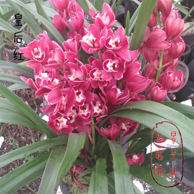 今年室内连体庭院花卉兰花室外兰惠盆花植开花卉