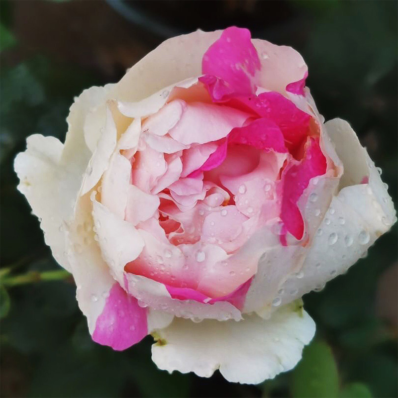 伊芙钱特玛丽切花月季浓香大花粉色阳台庭院花卉