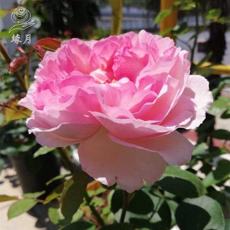 伊芙月季伯爵胭脂香水繁华都市花苗生根嫁接花卉