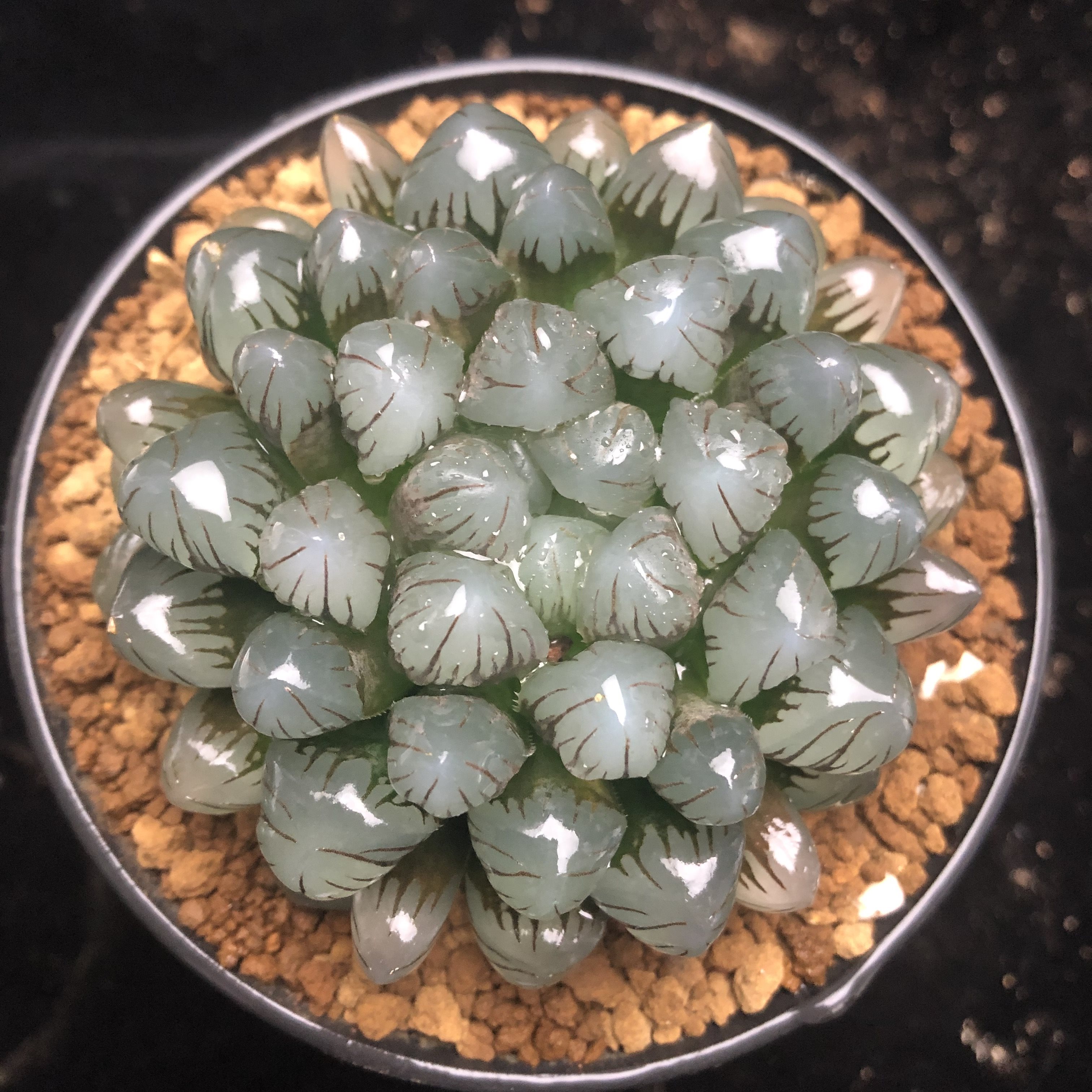 冰灯玉露新品ob1母本一物一拍多肉植物品种多肉植物