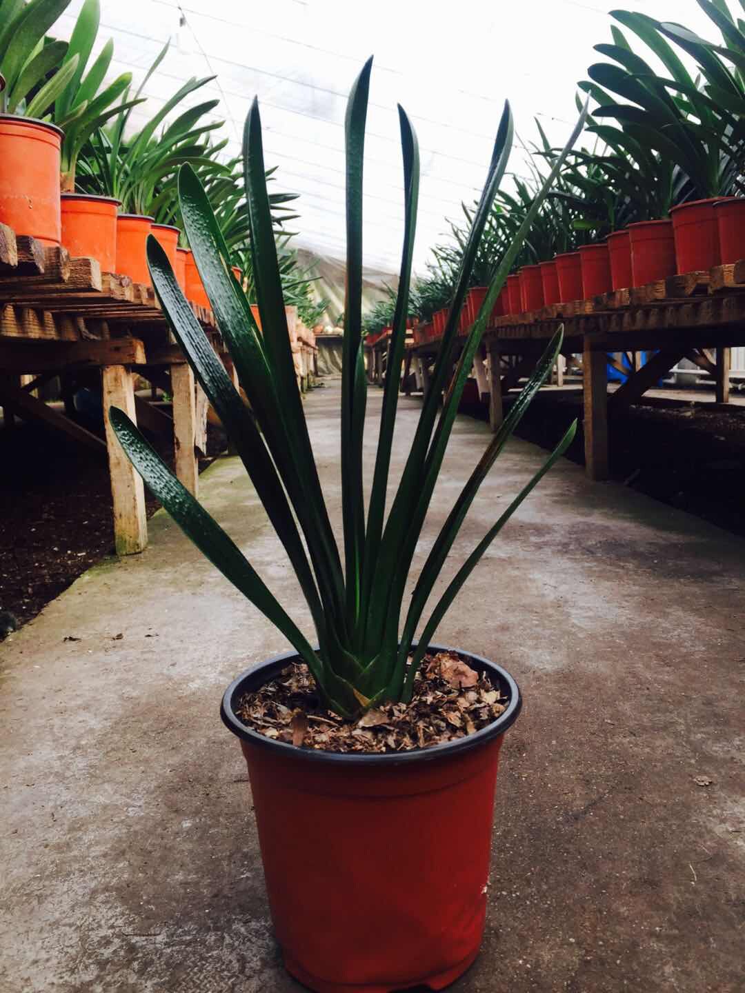 长春精品君子兰立板蜡膜麻脸阳台绿色植物盆栽绿植绿植