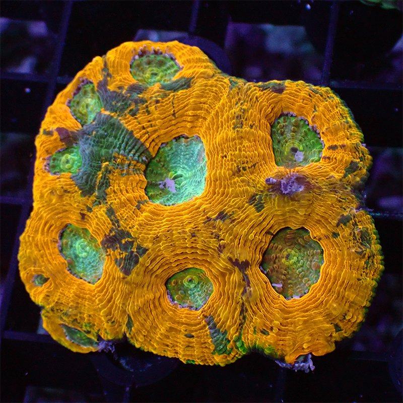 金桔脑橙橘脑片龟壳菊石脑脑海水活体珊瑚活体海其它水族宠物