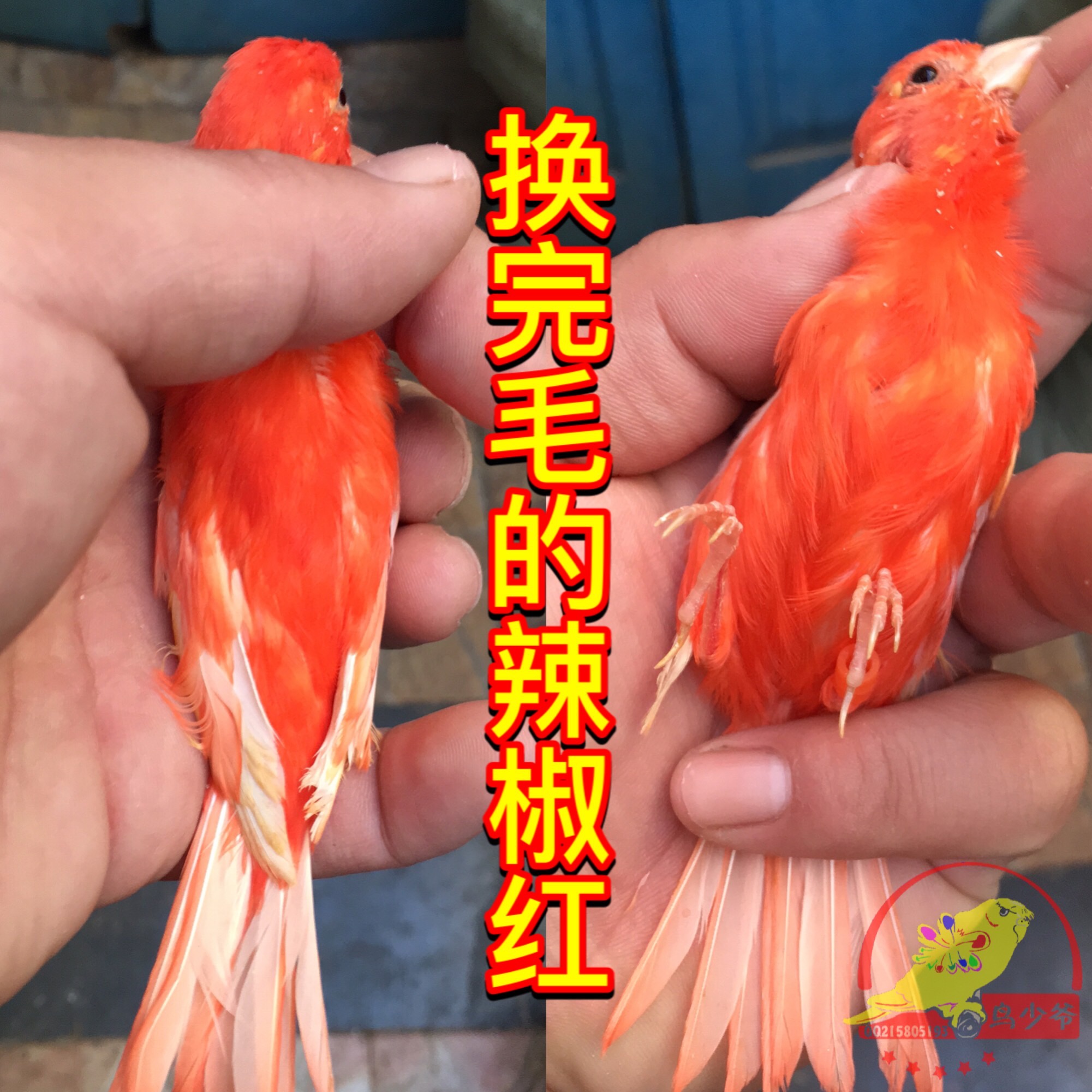 首页 下载app                          玉鸟活体,芙蓉鸟,辣椒红,绿