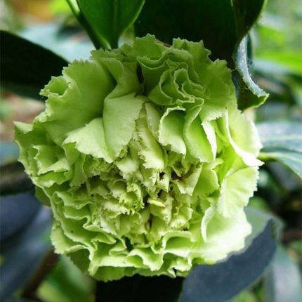 新品养带卉好花卉庭院室内可娜山茶茶花红山花卉