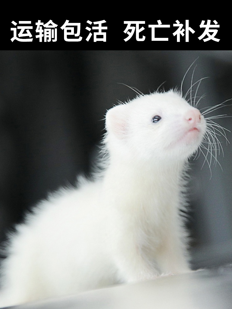 安哥鲁宠物雪貂幼崽活体幼体包活宿舍小型好养宠物貂