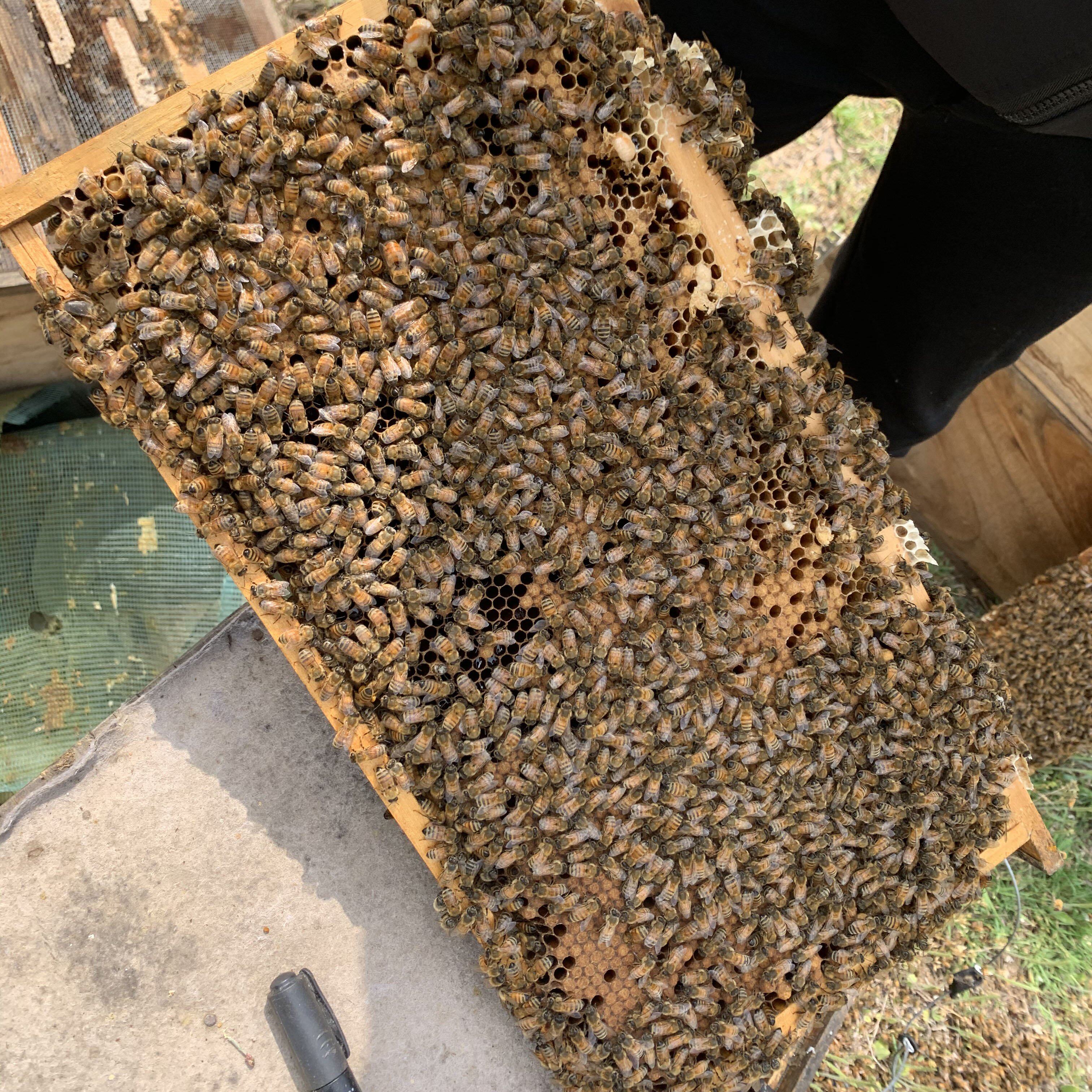 整箱中蜂意蜂土蜂蜂群活体中蜜蜂群带王带子出售意蜂王中华蜂授粉