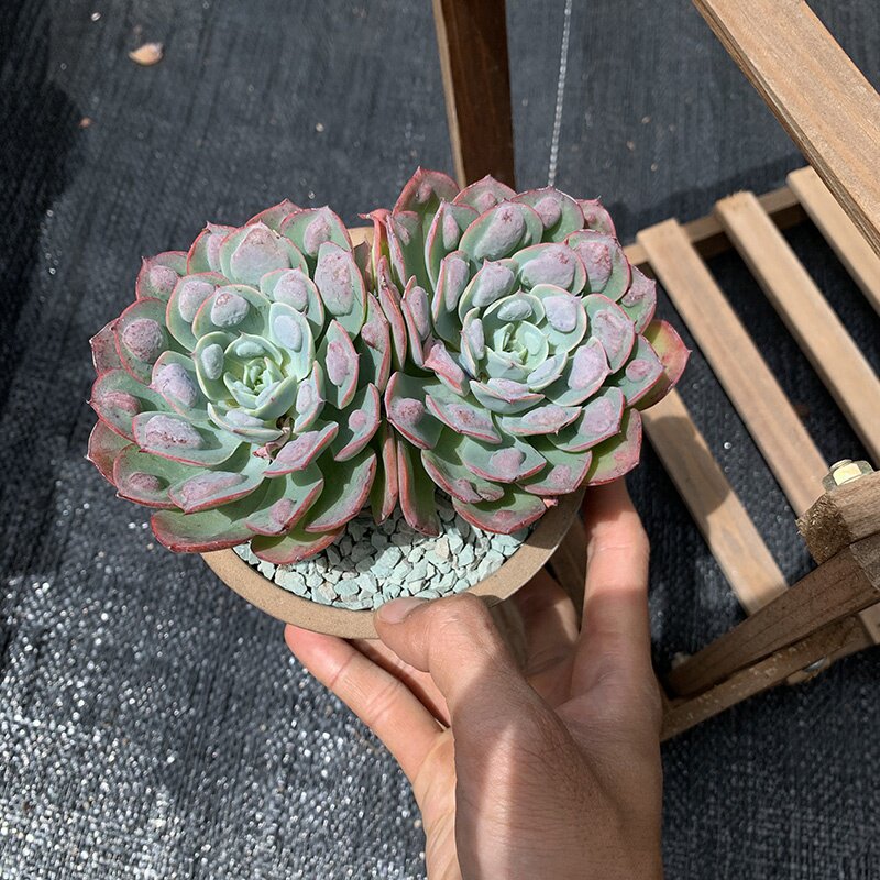 雨滴无痕多肉植物云南控养带瘤老桩好养盆栽多肉植物