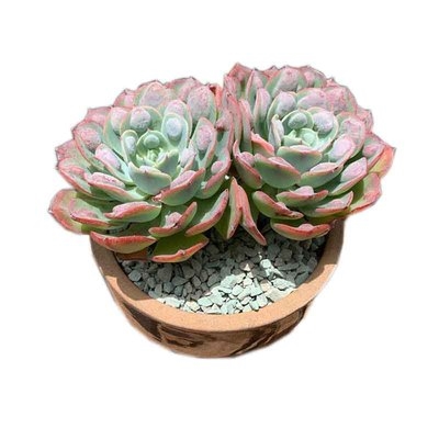 雨滴无痕多肉植物云南控养带瘤老桩好养盆栽多肉植物