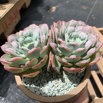 雨滴无痕多肉植物云南控养带瘤老桩好养盆栽多肉植物